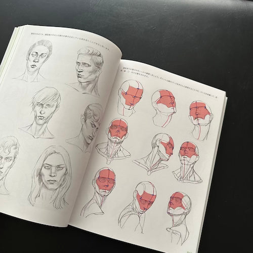 anatomy for artists